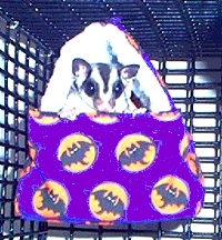 Minkus the Sugar Glider